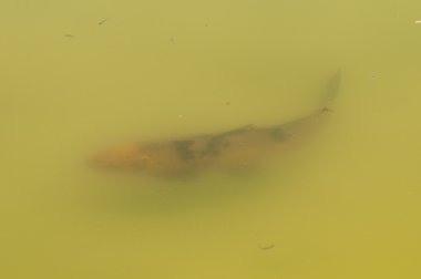 Koi balıkları, Japon süs sazan cyprinus araba çeşitli evcil.