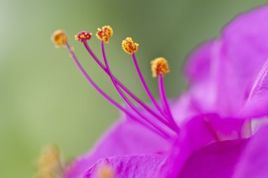 four-o'clock çiçek, mirabilis jalapa closeup