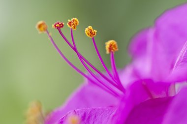 Closeup of the four-o'clock flower, Mirabilis jalapa clipart