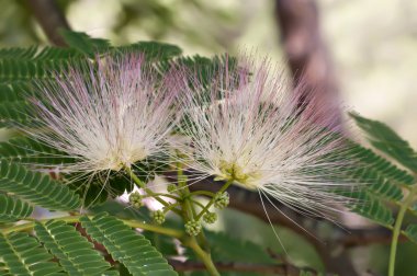 çiçek albizia julibrissin, Farsça ipek ağaca, pembe sırada veya lenkora