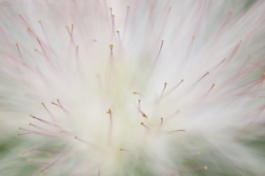 çiçek albizia julibrissin, Farsça ipek ağaca, pembe sırada veya lenkora