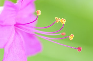 four-o'clock çiçek, mirabilis jalapa closeup