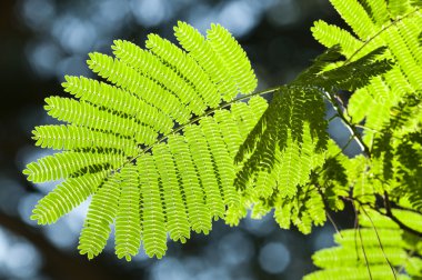 Green leaves in sun back light of Albizia julibrissin, Persian silk tree or