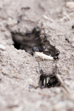 siyah karıncalar yuvanın yiyecek getirmek