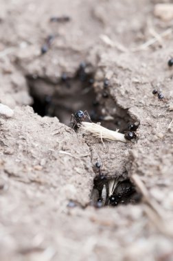 Black ants bringing food into nest clipart