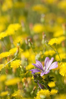 Flowers of Mauve under a summer, midday sun and among dandelions