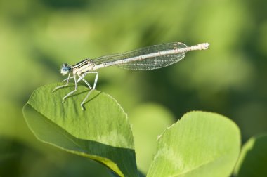 Damselfly resting on a clover leaf at sunset clipart