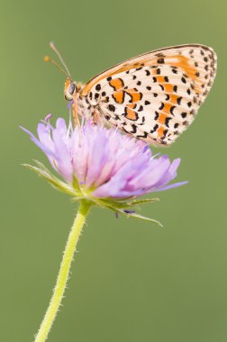 fritillary kelebek mor çayır çiçek