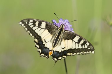 Kırlangıçkuyruğu (Iphiclides podalirius) kelebek mor çayır f