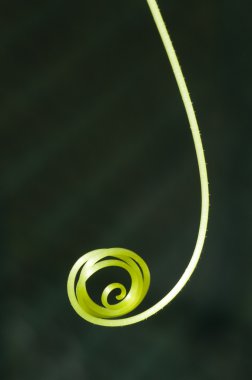 Curled tendril of a crawling plant clipart