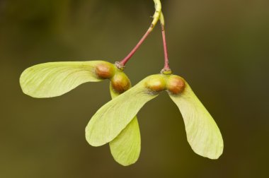 Winged seeds of an ornamental Maple tree clipart