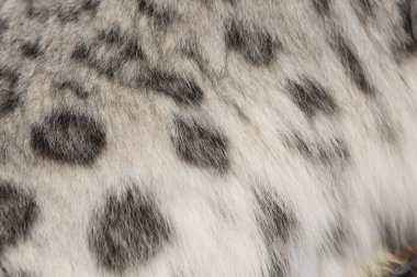 Close-up of the spotted fur of a snow leopard