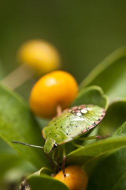 Yeşil coleopteron böcek üzerinde turuncu meyveler ile bitki