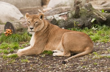 kadın konusu aslan, panthera leo