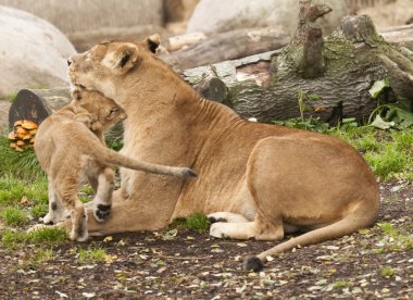 Female subject of lion, Panthera leo clipart