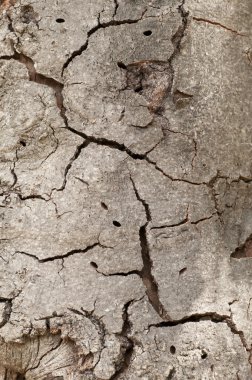 Ağaç kabuğu çatlaklar closeup