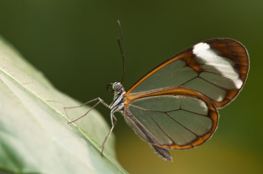 Glasswing (Greta oto) fırça ayaklı kelebek