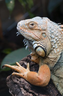 tropikal renkli iguana kertenkele closeup