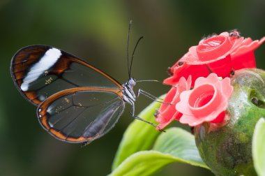 Glasswing (Greta oto) brush-footed butterfly clipart