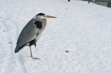 gri balıkçıl, ardea cinerea, kar ve buz üzerinde dinlenme