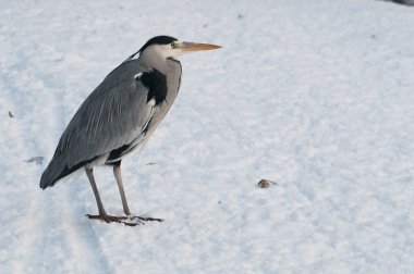 gri balıkçıl, ardea cinerea, kar ve buz üzerinde dinlenme