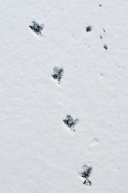 kar ve buz çapraz gidiş üzerinde ördek ayak izleri