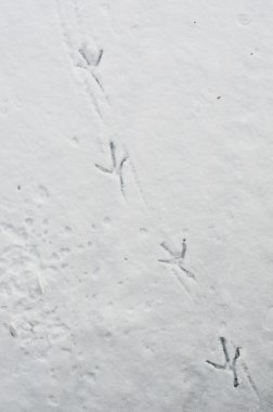 kar ve buz çapraz gidiş üzerinde ördek ayak izleri
