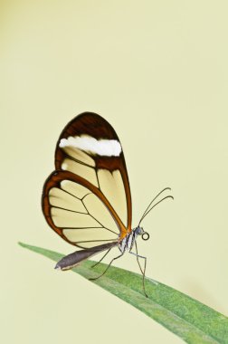 Glasswing (Greta oto) brush-footed butterfly clipart