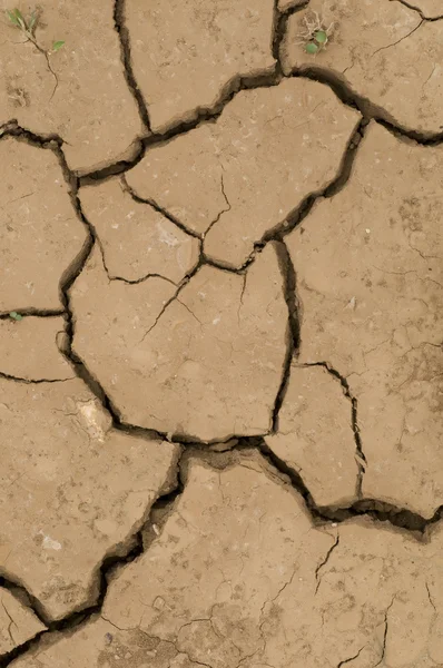 Grietas en el suelo inducidas por el clima seco —  Fotos de Stock