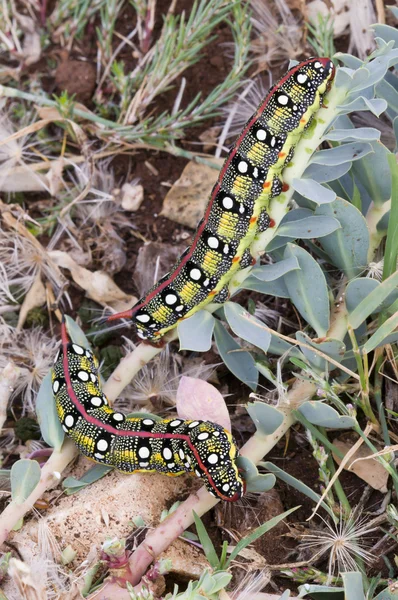 stock image Spurge Hawkmoth caterpillar (Hyles euphorbiae)