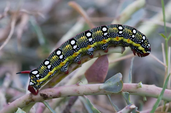 Spurge Hawkmoth caterpillar (Hyles euphorbiae) — Stock Photo, Image