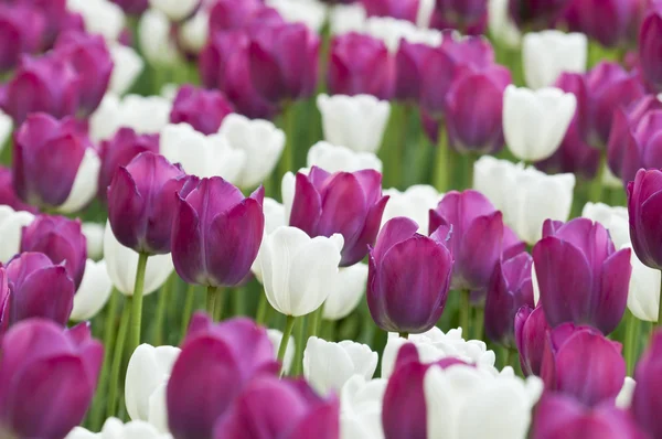 Цветы цветного тюльпана весной — стоковое фото