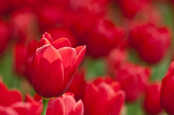 Flores coloridas da tulipa na primavera — Fotografia de Stock