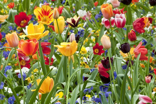 Цветы цветного тюльпана весной — стоковое фото