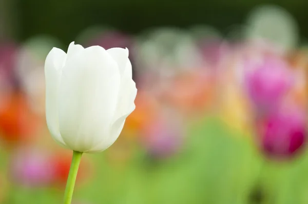 Fiori di tulipano colorati in primavera — Foto Stock