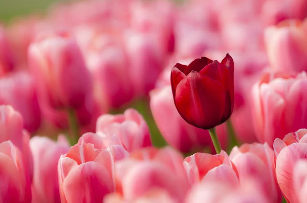 Bunte Tulpenblüten im Frühling — Stockfoto