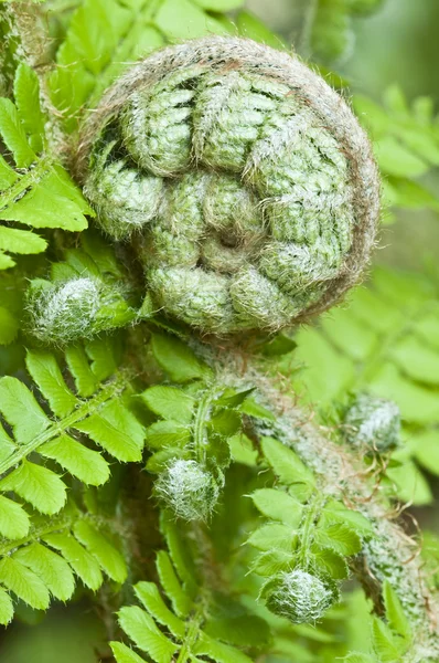 Close-up van een groene fern bud — Stockfoto