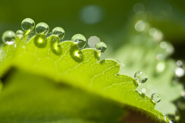 Closeup of dew drops on a leaf edge — Stock Photo, Image