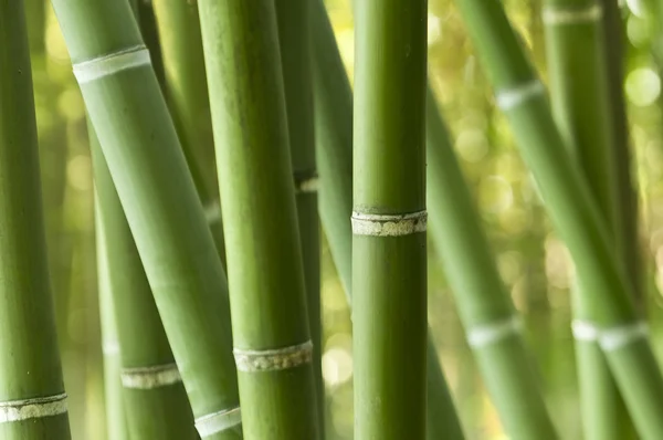 stock image Closeup of a green bamboo forest