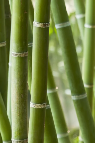Yeşil Bambu ormanı closeup — Stok fotoğraf