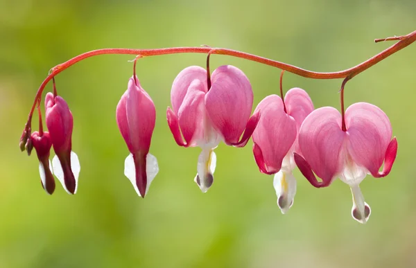 stock image Flowers of the bleeding heart plant, Dicentra spectabilis