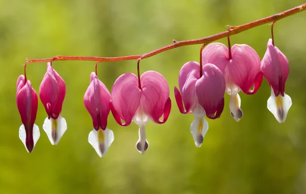 stock image Flowers of the bleeding heart plant, Dicentra spectabilis