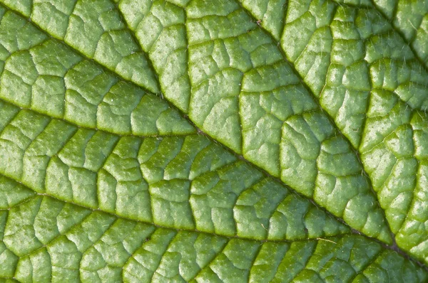 Fechar de uma folha verde — Fotografia de Stock
