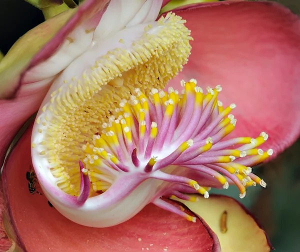 Nahaufnahme der Stempel und Staubgefäße einer tropischen Blume — Stockfoto
