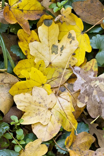 秋に葉を落とされた黄色のカエデのグループ — ストック写真