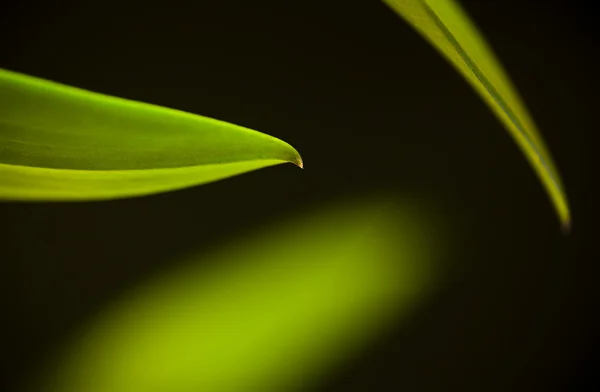Detalj av stjälken och bladen av en tropisk orkidé — Stockfoto