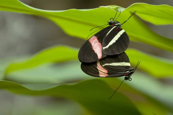 Farfalle tropicali che si accoppiano tra foglie verdi — Foto Stock