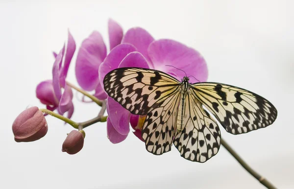 Tropical butterfly on pink orchids and white background — Stock Photo, Image