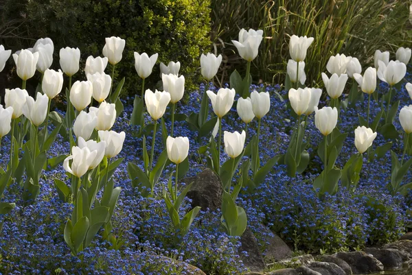 Цветок тюльпана весной — стоковое фото