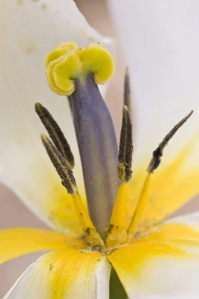 Zbliżenie kwiatu tulip wiosną — Zdjęcie stockowe